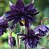 Aquilegia v. 'Black Barlow'