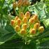 Asclepias tuberosa