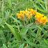 Asclepias tuberosa