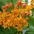 Asclepias tuberosa