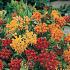 Asclepias tub. 'Gay Butterflies'