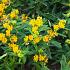 Asclepias tub. 'Hello Yellow'