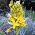 Asphodeline lutea