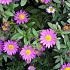 Aster ageratoides 'Ezo Murazaki'