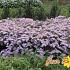 Aster ageratoides 'Stardust'