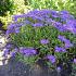 Aster amellus 'Breslau'