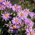 Aster amellus 'Rosa Erfüllung'