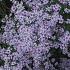 Aster cordifolius 'Ideal'