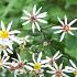 Aster cordifolius 'Silver Spray'