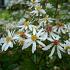 Aster cordifolius 'Silver Spray'