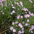 Aster ericoides 'Blue Star'