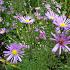 Aster ericoides 'Blue Star'