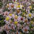 Aster ericoides 'Lovely'