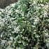 Aster ericoides 'Snowflurry'