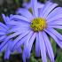 Aster frikartii 'Jungfrau'