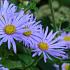 Aster frikartii 'Wunder von Stäfa'