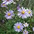 Aster laevis