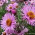 Aster n.-a. 'Barr's Pink'