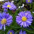 Aster n.-b. 'Marie Ballard'