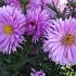 Aster n.-b. 'Patricia Ballard'