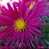 Aster n.-b. 'Winston Churchill'