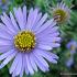 Aster oblong. 'October Skies'