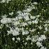 Aster ptarmicoides