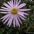 Aster pyrenaeus 'Lutetia'