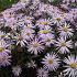 Aster pyrenaeus 'Lutetia'