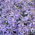 Aster sedifolius 'Nanus'