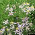 Aster sedifolius 'Nanus'