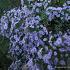 Aster 'Little Carlow'