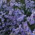 Aster 'Little Carlow'