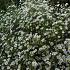 Aster (U) 'Monte Cassino'