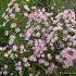 Aster 'Pink Star'