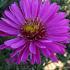 Aster (D) 'Starlight'