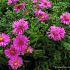 Aster (D) 'Starlight'