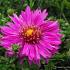 Aster (D) 'Starlight'