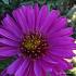 Aster (D) 'Starlight'