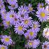 Aster 'Wood's Light Blue'