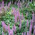 Astilbe c. 'Pumila'