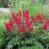 Astilbe (A) 'Fanal'