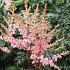 Astilbe (S) 'Sprite'