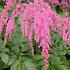 Astilbe (T) 'Straussenfeder'