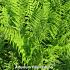 Athyrium filix-femina