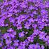 Aubrieta 'Cascade Blue'