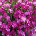 Aubrieta 'Cascade Red'