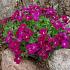 Aubrieta 'Red Carpet'