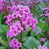 Bergenia 'Abendglut'