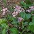 Bergenia 'Silberlicht'